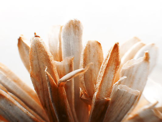 포토 JPG 해외이미지 모양 식물 디자인 계절 꽃잎 꽃 백그라운드 잎 꽃무늬 패턴 오렌지 자연 벽지 표면 추상 건조 미술 사람없음 장식 초록색 빛 컬러풀 노란색 흰색 우아함 닫기 묘사 오브젝트 질감 공상 내추럴 고립 엘리먼트 취급주의 파스텔톤 해외포토 컬러 컨셉 무늬 과일 모션 문화예술 경고 생태계 파일형식 이미지허브