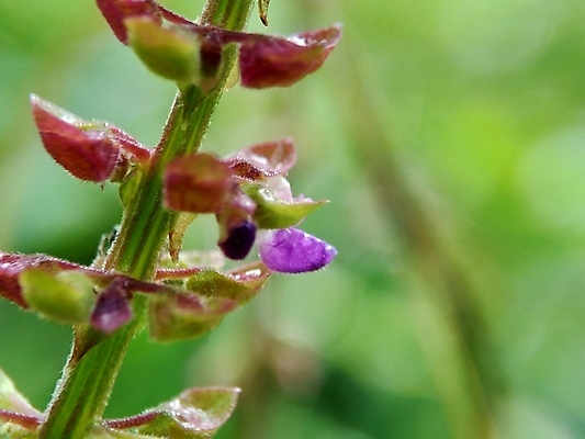 포토 JPG 해외이미지 식물 디자인 계절 꽃잎 꽃 분홍색 백그라운드 꽃무늬 오렌지 자연 휴식 사람없음 장식 빨간색 초록색 노란색 스파 벚꽃 흰색 신선 신용카드 개화 공작 싱글 부리 베트남 내추럴 난쟁이 고립 꽃수술 엘리먼트 이국적 파라다이스 하와이인 해외포토 외국인 컬러 컨셉 무늬 과일 조류 금융 동남아시아 생태계 파일형식 이미지허브