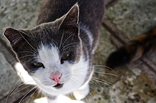 포토 JPG 해외이미지 동물 응시 얼굴 야생동물 포즈 포유류 자연 수염 털 앉기 사람없음 야외 반려동물 고양이 흰색 작음 모피 배고픔 꼬리 귀 얼룩무늬 솜털 리빙 노숙자 고립 해외포토 시선 컬러 무늬 모션 신체부위 크기 생태계 파일형식 이미지허브