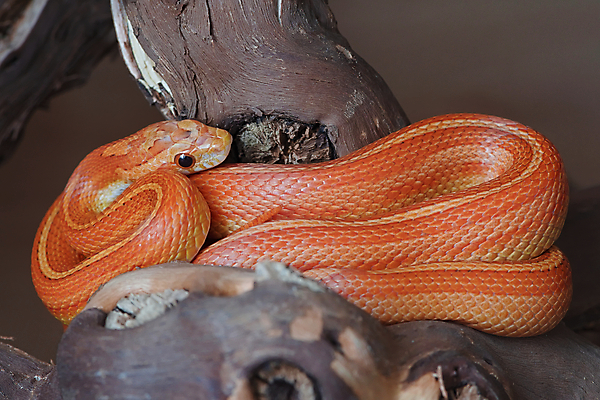 포토 JPG 해외이미지 동물 응시 얼굴 패턴 신체 의자 오렌지 파충류 자연 따뜻함 저울 옥수수 앉기 사람없음 빨간색 빛 울타리 반려동물 노란색 머리 나뭇가지 뱀 우아함 매끈함 피부 꼬리 통나무 목 서식지 다리찢기 감싸기 복잡 얇은 팝 해외포토 나무 시선 컬러 가구 컨셉 무늬 과일 모션 곡류 신체부위 담장 감각 생태계 파일형식 이미지허브