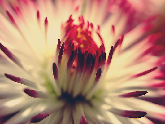 포토 JPG 해외이미지 식물 계절 꽃잎 꽃 분홍색 백그라운드 꽃무늬 패턴 추상 사람없음 봄 흰색 데이지 오리지널 해외포토 컬러 무늬 파일형식 이미지허브