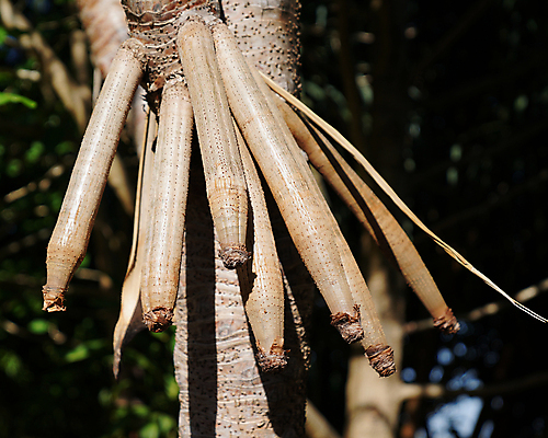 포토 JPG 해외이미지 나무 식물 외관 음식 줄기 백그라운드 자연 씨앗 사람없음 야외 초록색 갈색 정원 검은색 어둠 성장 호주 보호 숲 큼 싱글 에코 질감 뿌리 나무껍질 리빙 무화과 내추럴 꼬투리 옛날 해외포토 컬러 컨셉 과일 환경 껍질 오세아니아 크기 생태계 파일형식 이미지허브