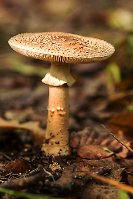 포토 JPG 해외이미지 주간 자연 근접촬영 사람없음 야외 버섯 해외포토 자연요소 뷰포인트 생태계 파일형식 이미지허브