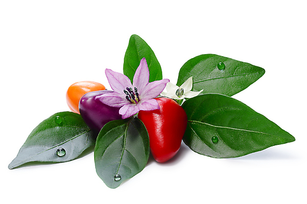 포토 JPG 해외이미지 꽃 클리핑패스 음식 잎 과일 고추 사람없음 빨간색 흰색 물방울 뜨거움 이슬 향신료 후추 고립 숙성 해외포토 식물 컬러 채소 향미료 파일형식 이미지허브