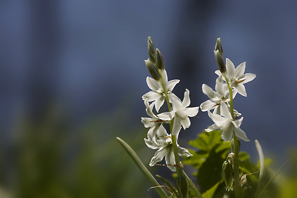 포토 JPG 해외이미지 식물 계절 꽃잎 꽃 백그라운드 꽃무늬 자연 날씨 사람없음 야외 초록색 컬러풀 정원 봄 성장 벚꽃 흰색 작음 내추럴 캄파눌라 해외포토 컬러 무늬 크기 생태계 파일형식 이미지허브