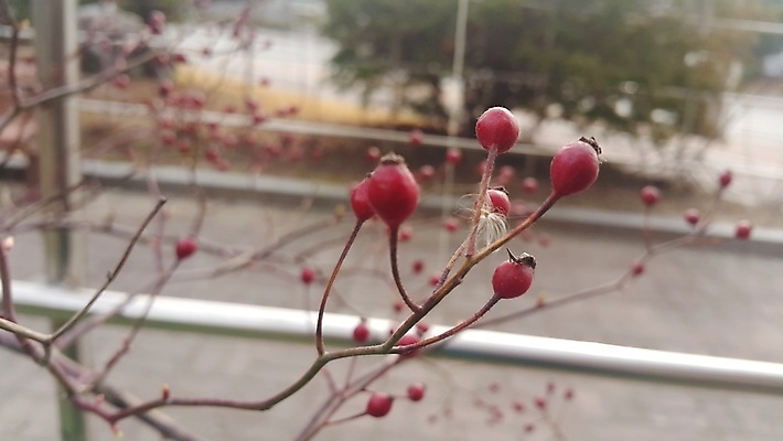 포토 JPG 해외이미지 식물 계절 열매 음식 백그라운드 크리스마스 겨울 과일 자연 날씨 건강 사람없음 야외 빨간색 크리스마스트리 정원 냉동 얼음 추위 나뭇가지 닫기 12월 허브 서리 내추럴 크리스마스배경 해외포토 자연요소 나무 기념일 컬러 모션 날짜 생태계 파일형식 이미지허브