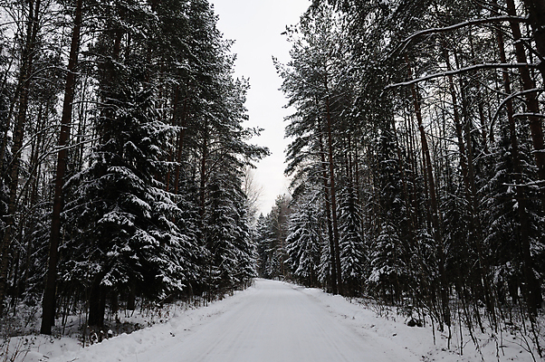 포토 JPG 해외이미지 나무 계절 도로 길 백그라운드 겨울 패턴 자연 하늘 날씨 풍경 사람없음 야외 빛 햇빛 태양 갈색 냉동 얼음 추위 흰색 나뭇가지 소나무 황무지 숲 큼 시원함 서리 장면 지역 멀리 방법 벌거벗은 해외포토 자연요소 식물 컬러 무늬 교통시설 크기 생태계 파일형식 이미지허브