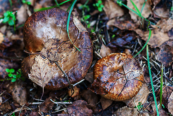 포토 JPG 해외이미지 식물 계절 음식 백그라운드 잎 신체 자연 사람없음 야외 갈색 버섯 성장 가을 독약 숲 위험 내추럴 곰팡이 땅바닥 식용 해외포토 컬러 컨셉 바닥 생태계 파일형식 이미지허브