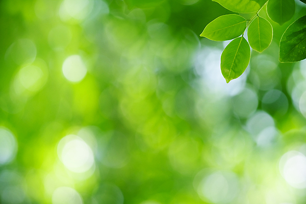 포토 JPG 해외이미지 나무 식물 계절 백그라운드 컨셉 잎 패턴 자연 벽지 추상 잔디 사람없음 초록색 여름 빛 컬러풀 햇빛 태양 우주 환경 정원 맑음 봄 성장 신선 숲 질감 보케 부드러움 내추럴 블러 생태학 지구의날 카피스페이스 그리너리 효과 해외포토 자연요소 교육 기념일 컬러 무늬 날씨 공백 감각 생태계 파일형식 트랜드컬러 이미지허브