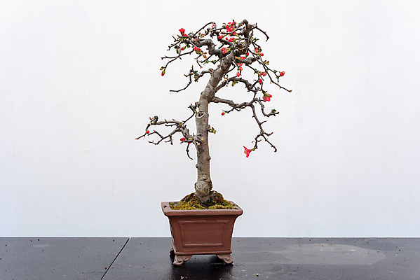 포토 JPG 해외이미지 모양 나무 식물 전통 디자인 꽃 아시아 문화 화초 선 벽 분홍색 잎 자연 탁자 미술 동양인 취미 사람없음 목재 장식 빨간색 초록색 햇빛 정원 중국 미니어처 성장 흰색 나뭇가지 소나무 냄비 작음 원예 뿌리 상록수 분재 미니 옛날 해외포토 나라 컬러 가구 재료 문화예술 인종 태양 모형 솥 크기 생태계 파일형식 이미지허브