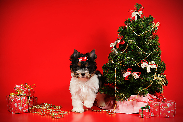 포토 JPG 해외이미지 나무 동물 1 행복 새끼 백그라운드 크리스마스 공 휴가 새로움 털 사람없음 장식 빨간색 반려동물 산타클로스 귀여움 검은색 거울 흰색 개 달콤 강아지 작음 샴페인 요크셔테리어 테리어 연도 사진사 활 솜털 송곳니 기르기 비버 삼색 해외포토 식물 기념일 감정 컬러 컨셉 포유류 주류 맛 치아 크기 작가 돌봄 파일형식 이미지허브