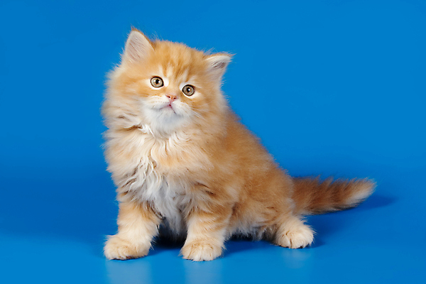 포토 JPG 해외이미지 동물 1 응시 백그라운드 포유류 자연 털 사람없음 반려동물 고양이 회색 흰색 얼룩무늬 솜털 산악지대 고립 기르기 직진 스코틀랜드 해외포토 시선 컬러 무늬 영국 산 생태계 돌봄 파일형식 이미지허브