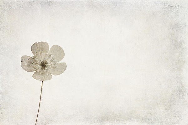 포토 JPG 해외이미지 식물 계절 꽃 백그라운드 밭 사람없음 장식 여름 작음 수집 무료 오리지널 해외포토 농업 크기 파일형식 이미지허브