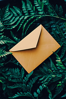 포토 JPG 해외이미지 잎 편지봉투 사람없음 목업 카피스페이스 해외포토 식물 봉투 공백 편지 파일형식 이미지허브