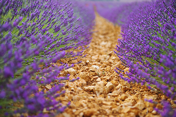 포토 JPG 해외이미지 식물 꽃 길 백그라운드 패턴 농업 자연 씨앗 사람없음 야외 가로 컬러풀 햇빛 농장 환경 맑음 보라색 프랑스 성장 농촌 신선 큼 향수 원예 향기 일렬 질서 아로마테라피 세련 해외포토 유럽 산업 컬러 무늬 날씨 취미 태양 화장품 시골 예절 크기 생태계 냄새 테라피 파일형식 이미지허브