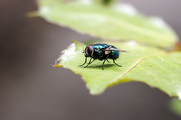 포토 JPG 해외이미지 동물 곤충 표면 사람없음 가로 짜증 죽음 벌레 해외포토 감정 파일형식 이미지허브