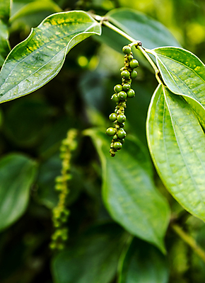 포토 JPG 해외이미지 식물 계절 열매 음식 백그라운드 잎 자연 옥수수 씨앗 사람없음 목재 초록색 빛 햇빛 정원 검은색 성장 조미료 맛 소프트포커스 낟알 허브 향신료 묘사 유기농 생태계 질감 매움 날것 아로마 향료 향 후추 내추럴 광합성 생태학 그리너리 해외포토 나무 웰빙 교육 컬러 컨셉 재료 곡류 촬영기법 태양 향기 냄새 향미료 파일형식 트랜드컬러 이미지허브