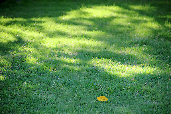 포토 JPG 해외이미지 나무 식물 계절 공원 백그라운드 잎 오렌지 자연 날씨 건조 풍경 잔디 사람없음 야외 빨간색 초록색 빛 컬러풀 햇빛 태양 갈색 노란색 환경 정원 맑음 가을 황금 숲 9월 11월 질감 10월 내추럴 땅바닥 혼자 해외포토 자연요소 공공시설 컬러 과일 바닥 날짜 생태계 파일형식 이미지허브