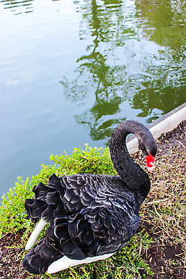 포토 JPG 해외이미지 식물 동물 1 계절 공원 호수 야생동물 분홍색 백그라운드 자연 벽지 조류 동물원 풍경 사람없음 야외 초록색 물 여름 파란색 빛 반사 갈색 머리 우주 검은색 수영 흙 흰색 연못 우아함 호주 큼 깃털 싱글 부리 백조 목 솜털 내추럴 해외포토 자연요소 공공시설 컬러 컨셉 신체부위 수상스포츠 오세아니아 크기 생태계 파일형식 이미지허브
