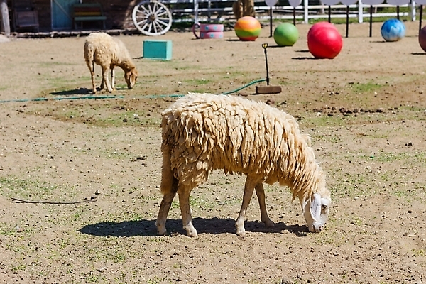 포토 JPG 해외이미지 나무 동물 구름 유럽 농업 태국 자연 하늘 산 털 서기 풍경 사람없음 초록색 여름 파란색 농장 가축 가을 흰색 시골 양 소 중앙 군중 먹기 알프스 밭일 양털 많음 해외포토 자연요소 식물 계절 나라 산업 아시아 컬러 컨셉 포유류 모션 사람 생태계 파일형식 이미지허브