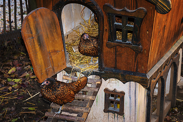 포토 JPG 해외이미지 동물 농업 조류 사람없음 야외 농장 쌓기 치킨 황금 깃털 층 기르기 암탉 해외포토 산업 모션 닭 암컷 닭고기요리 돌봄 파일형식 이미지허브