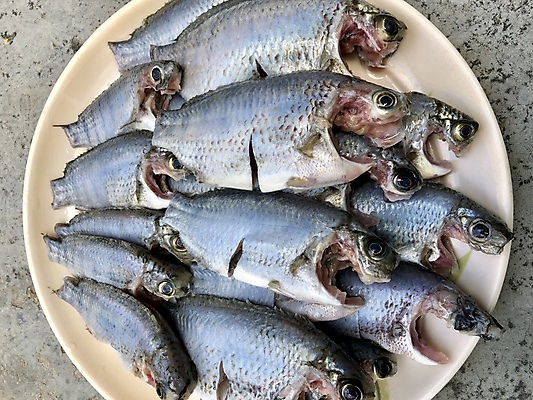 포토 JPG 해외이미지 동물 접시 음식 바다 재료 낚시 건강 육류 어류 요리 사람없음 세일 식당 냉동 얼음 식사 죽음 신선 잡기 시장 은색 자르기 청소 먹기 해산물 꼬리 날것 연어 고등어 성분 점심식사 단백질 베이스 생식 송어 식용 오메가 포식 해외포토 자연요소 식기 컬러 식재료 모션 현악기 레저 상점 수중동물 영양소 파일형식 이미지허브