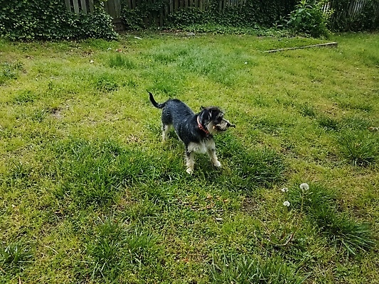 포토 JPG 해외이미지 동물 놀이 잔디 사람없음 야외 반려동물 검은색 흰색 막대기 개 강아지 송곳니 해외포토 식물 컬러 포유류 치아 파일형식 이미지허브