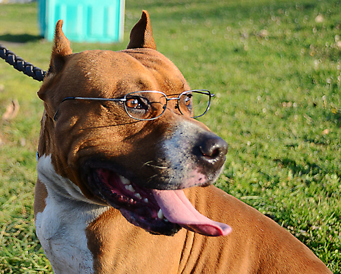 포토 JPG 해외이미지 동물 공원 남자 안경 포유류 자연 경비 안전 사람없음 야외 초록색 반려동물 산책 수비 개 보호 큼 혀 즐거움 송곳니 순찰 유래 의무 지능 해외포토 잡화 공공시설 감정 컬러 컨셉 모션 휴식 사람 입 치아 크기 생태계 파일형식 이미지허브