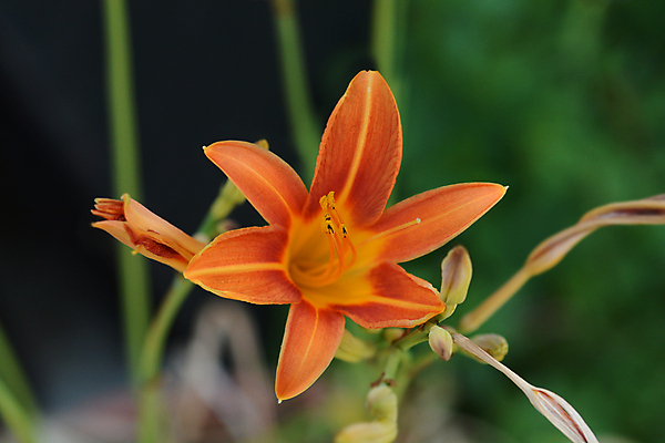 포토 JPG 해외이미지 식물 꽃 오렌지 자연 사람없음 야외 초록색 정원 닫기 해외포토 컬러 과일 모션 생태계 파일형식 이미지허브