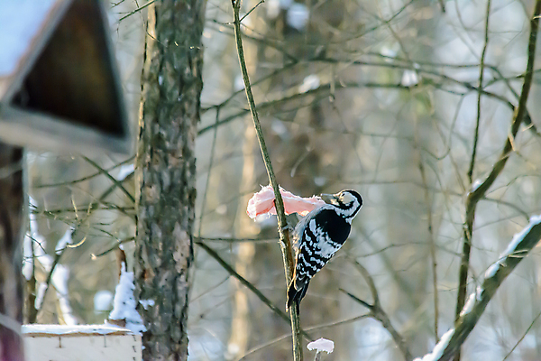 포토 JPG 해외이미지 동물 계절 공원 야생동물 음식 백그라운드 겨울 날개 자연 조류 날씨 사람없음 야외 컬러풀 햇빛 태양 환경 정원 맑음 냉동 추위 숲 작음 먹이 깃털 생물학 꼬리 서리 부리 내추럴 동물상 수유 제설기 눈내림 해외포토 자연요소 공공시설 교육 컬러 눈_날씨 조형물 크기 생태계 제설 파일형식 이미지허브