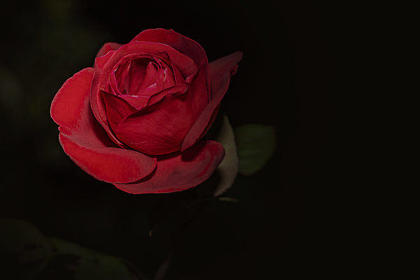 포토 JPG 해외이미지 식물 1 기념일 꽃잎 꽃 줄기 백그라운드 잎 꽃무늬 자연 결혼식 발렌타인데이 사랑 사람없음 장식 빨간색 초록색 장미 검은색 어둠 벚꽃 축하 신선 생일 가시 심볼 싱글 질감 열정 부드러움 진홍색 내추럴 고립 루비 스리랑카 카피스페이스 벨벳 해외포토 감정 아시아 컬러 결혼 컨셉 무늬 데이이벤트 이벤트 공백 감각 보석 실크 생태계 파일형식 이미지허브