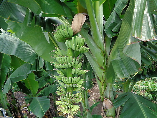 포토 JPG 해외이미지 나무 식물 계절 꽃잎 줄기 분홍색 백그라운드 잎 패턴 과일 추상 열대 바나나 건강 사람없음 초록색 빛 농장 노란색 정원 성장 벚꽃 껍질 흰색 나뭇가지 하트 신선 달콤 맛 다발 상쾌 질감 날것 생태학 엘리먼트 해외포토 모양 교육 꽃 감정 컬러 컨셉 무늬 농업 파일형식 이미지허브