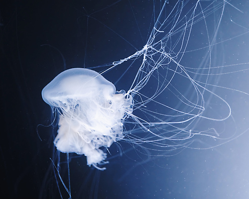 포토 JPG 해외이미지 한마리 사람없음 바닷속 수중동물 흰색 자포동물 해파리 해외포토 동물 1 컬러 수중 파일형식 이미지허브