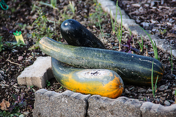 포토 JPG 해외이미지 음식 과일 호박 건강 사람없음 초록색 노란색 쌓기 정원 수확 껍질 숙성 주키니 채식주의자 해외포토 컬러 농업 채소 모션 채식 파일형식 이미지허브