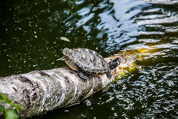 포토 JPG 해외이미지 파충류 사람없음 물 빛 반사 노란색 검은색 젖음 거북이 등딱지 발톱 해외포토 자연요소 동물 컬러 발 파일형식 이미지허브
