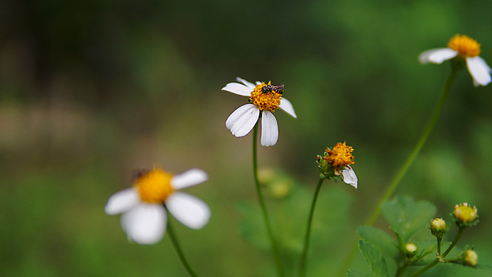 포토 JPG 해외이미지 식물 동물 계절 공원 꽃잎 꽃 곤충 백그라운드 꽃무늬 밭 자연 풍경 사람없음 야외 초록색 여름 농장 노란색 정원 맑음 봄 줄무늬 활발 벚꽃 흰색 시골 닫기 벌레 작음 수분 벌 수집 묘사 데이지 꽃가루 꿀 내추럴 생태학 캐모마일 해외포토 공공시설 교육 컬러 컨셉 무늬 농업 모션 날씨 크기 가루 허브 생태계 파일형식 이미지허브