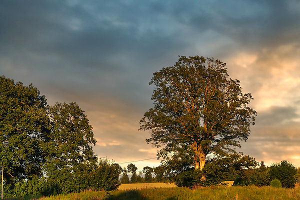 포토 JPG 해외이미지 나무 계절 밭 자연 하늘 그림자 풍경 사람없음 야외 목재 초록색 여름 빛 햇빛 태양 평화 환경 맑음 일몰 성장 시골 저녁 싱글 장면 내추럴 해외포토 자연요소 식물 컬러 컨셉 농업 재료 날씨 노을 야간 생태계 파일형식 이미지허브