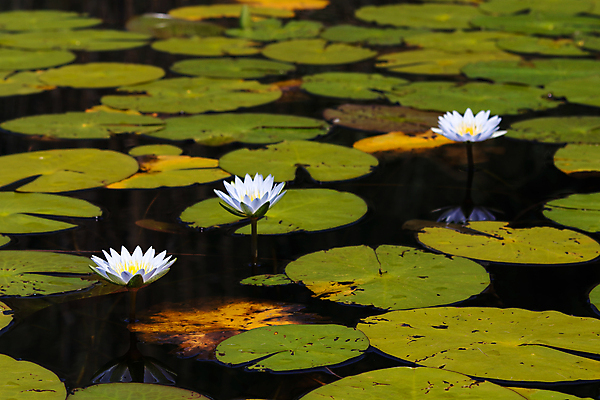 포토 JPG 해외이미지 식물 꽃잎 꽃 별 호수 백그라운드 잎 자연 연꽃 사람없음 가로 초록색 물 여름 파란색 반사 노란색 환경 사진촬영 봄 활발 벚꽃 흰색 연못 신선 개화 백합 자원 내추럴 패드 남아프리카 민물 해외포토 자연요소 계절 컬러 컨셉 아프리카 촬영 생태계 파일형식 이미지허브