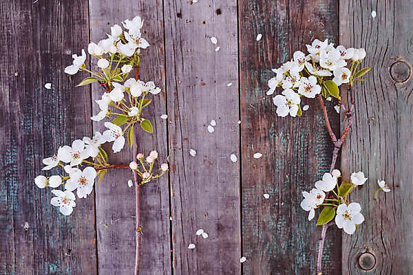 포토 JPG 해외이미지 꽃 분홍색 꽃무늬 자연 사람없음 가로 성장 벚꽃 흰색 나뭇가지 사과 고립 살구 해외포토 나무 식물 컬러 무늬 과일 생태계 파일형식 이미지허브