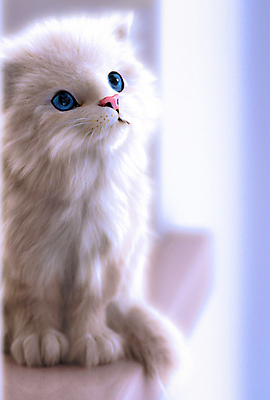 포토 JPG 해외이미지 동물 응시 행복 감정 얼굴 백그라운드 장난 포유류 털 사람없음 반려동물 귀여움 고양이 놀람 흰색 표현 관찰 오픈 입 달콤 모피 혀 싱글 코 충격 솜털 돌봄 유래 해외포토 시선 컬러 컨셉 모션 표정 신체부위 맛 파일형식 이미지허브