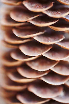 포토 JPG 해외이미지 컨셉 크리스마스 자연 휴가 기념 사람없음 목재 장식 가로 빛 맑음 축제 장식볼 흰색 나뭇가지 축하 인사 소나무 신용카드 이슬 12월 연도 심볼 오브젝트 상록수 침엽수 전나무 원뿔 고립 삼나무 생태학 가문비나무 해외포토 도형 나무 교육 기념일 컬러 재료 날씨 금융 예절 날짜 생태계 파일형식 이미지허브