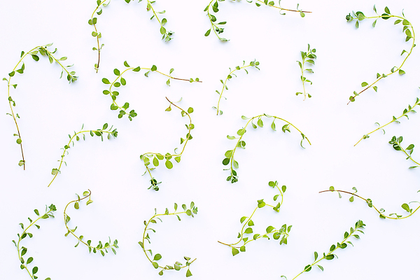 포토 JPG 해외이미지 백그라운드 사람없음 신선 향신료 오브젝트 흰배경 유기농 해외포토 웰빙 흰색 향미료 파일형식 이미지허브