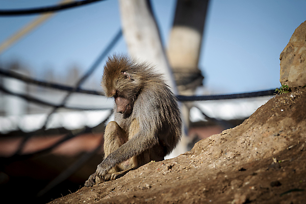 포토 JPG 해외이미지 나무 동물 응시 무기 야생동물 장난 포유류 자연 놀이 휴식 털 사람없음 야외 햇빛 갈색 머리 걷기 산책 원숭이 입 치아 모피 꼬리 침팬지 혼자 해외포토 식물 시선 컬러 컨셉 모션 신체부위 태양 소화기관 생태계 파일형식 이미지허브