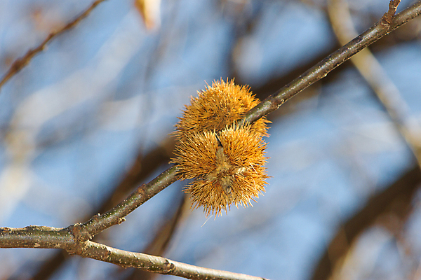 포토 JPG 해외이미지 나무 식물 계절 음식 백그라운드 크리스마스 겨울 과일 자연 씨앗 사람없음 갈색 견과류 수확 가을 신선 오픈 유기농 날것 10월 내추럴 적갈색 해외포토 웰빙 기념일 컬러 농업 날짜 생태계 파일형식 이미지허브