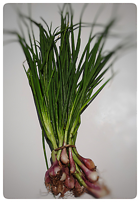 포토 JPG 해외이미지 손 음식 조각 백그라운드 잎 농업 다이어트 채소 재료 양파 파슬리 건강 마늘 요리 사람없음 목재 초록색 주방 봄 샐러드 흰색 신선 못 칼 자르기 준비 유기농 날것 슬라이스 날카로움 부추 후추 고립 딜 오레가노 채식주의자 철강 해외포토 나무 식물 웰빙 계절 산업 컬러 모션 신체부위 공구 향신료 채식 파일형식 이미지허브