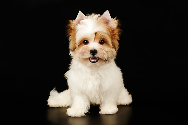 포토 JPG 해외이미지 동물 1 행복 새끼 백그라운드 새로움 털 미소 사람없음 빨간색 반려동물 귀여움 검은색 거울 흰색 개 달콤 강아지 작음 요크셔테리어 테리어 활 솜털 송곳니 기르기 비버 삼색 해외포토 감정 컬러 컨셉 포유류 표정 맛 치아 크기 돌봄 파일형식 이미지허브