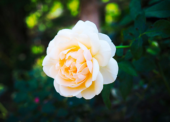 포토 JPG 해외이미지 식물 꽃잎 꽃 줄기 분홍색 꽃다발 결혼 백그라운드 잎 꽃무늬 자연 휴가 발렌타인데이 선물 사랑 사람없음 장식 초록색 여름 장미 머리 우주 정원 봄 벚꽃 흰색 축하 신선 신용카드 다발 배열 묘사 유기농 질감 부드러움 내추럴 고립 해외포토 웰빙 계절 감정 컬러 컨셉 무늬 데이이벤트 이벤트 신체부위 금융 감각 생태계 파일형식 이미지허브