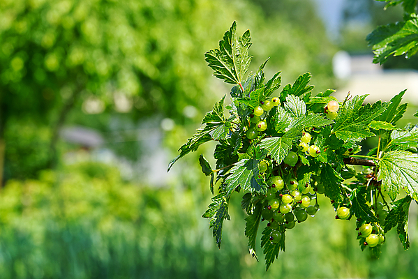 포토 JPG 해외이미지 나무 식물 계절 열매 음식 백그라운드 잎 꽃무늬 농업 과일 자연 건강 사람없음 야외 빨간색 초록색 빛 마을 환경 정원 봄 수확 성장 나뭇가지 신선 맛 다발 관목 유기농 원예 내추럴 건포도 채식주의자 해외포토 웰빙 꽃 산업 컬러 컨셉 무늬 포도 취미 생태계 채식 건과일 파일형식 이미지허브
