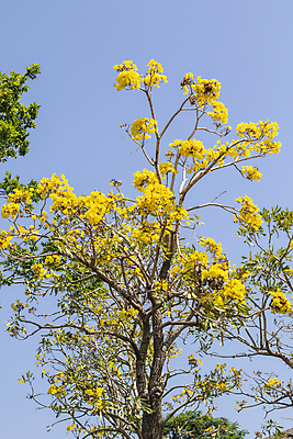 포토 JPG 해외이미지 식물 꽃잎 꽃 분홍색 잎 꽃무늬 자연 사람없음 초록색 정원 보라색 봄 벚꽃 개화 제비꽃 라벤더 라일락 내추럴 해외포토 계절 컬러 무늬 허브 생태계 파일형식 이미지허브