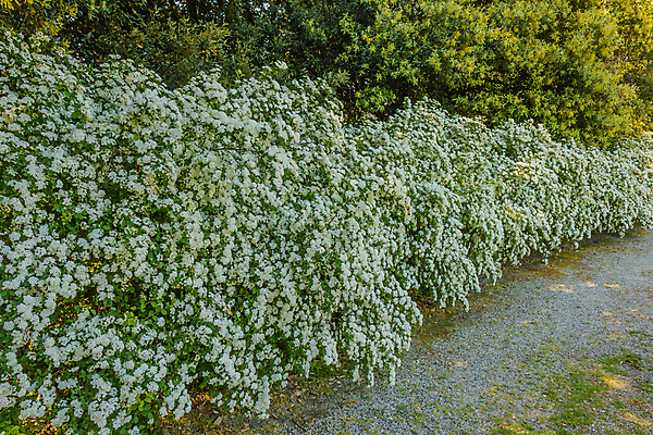 포토 JPG 해외이미지 식물 꽃 아시아 잎 가족 안내 사람없음 장식 초록색 울타리 장미 계단 정원 봄 흰색 나뭇가지 개화 작음 4월 관목 반구 단계 세련 해외포토 나무 계절 나라 컬러 관계 담장 원형 날짜 크기 파일형식 이미지허브